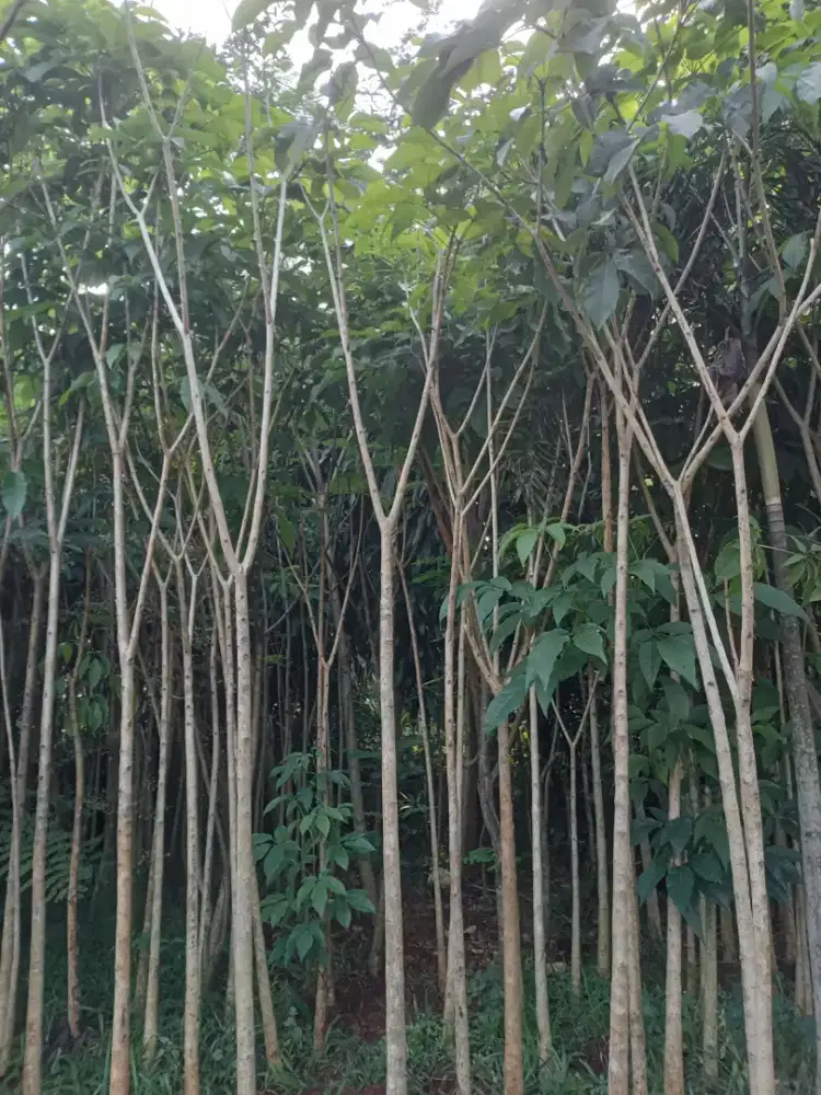 Pohon tabebuya rosea