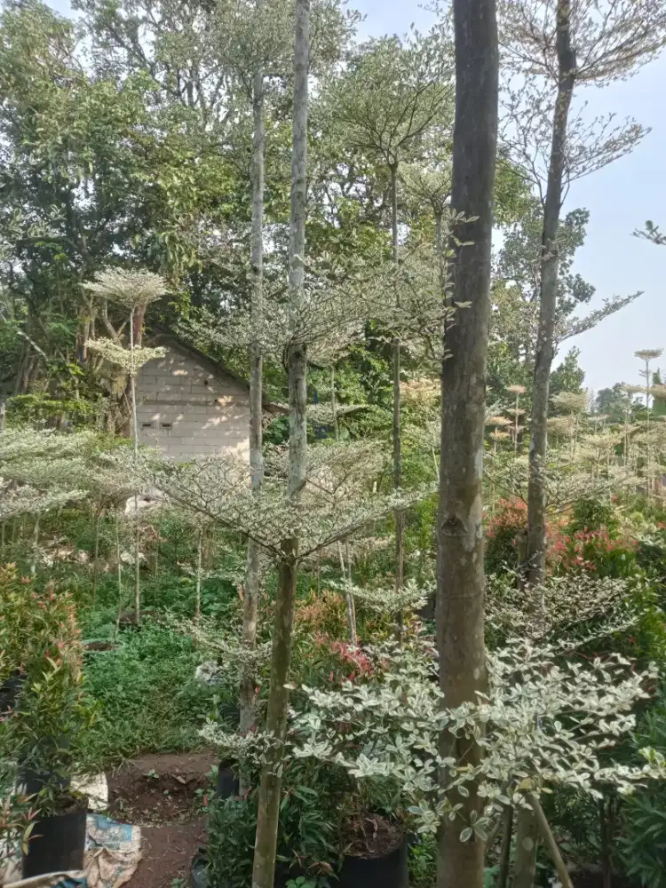 Pohon Ketapang Kencang varigata