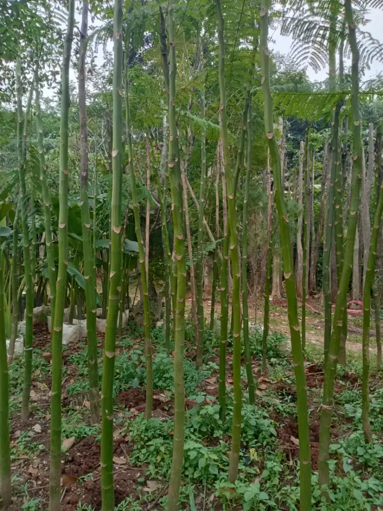 Pohon pakis Brazil/solobium