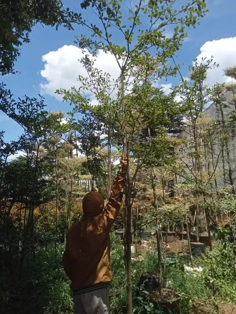 Pohon Ketapang Kencana