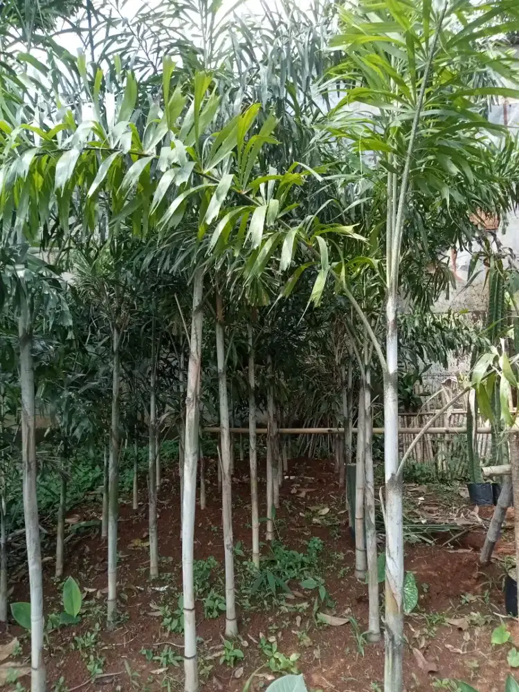 Pohon palem ekor tupai