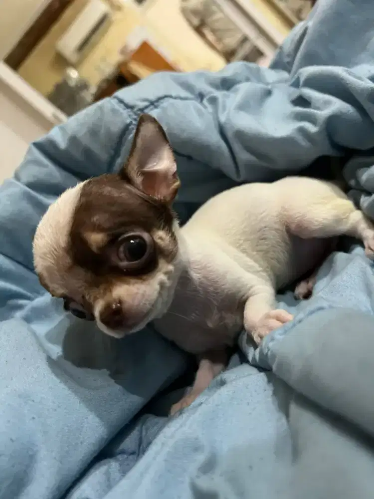 Puppies Chihuahua imut Murah
