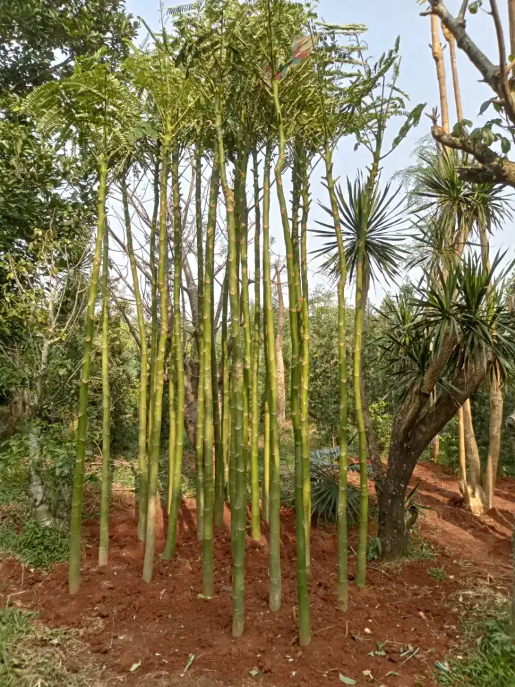 Pohon pakis Brazil/solobium