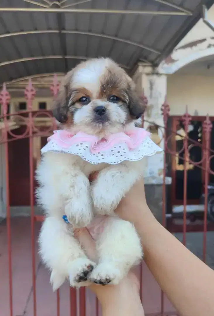 ShihTzu Pure mini super imut pesek murah