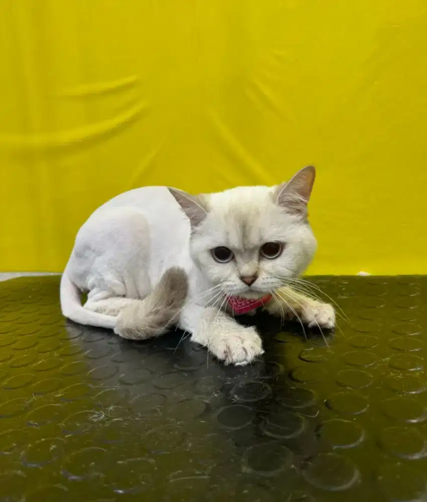 GROOMING KUSUS KUCING PANGGILAN