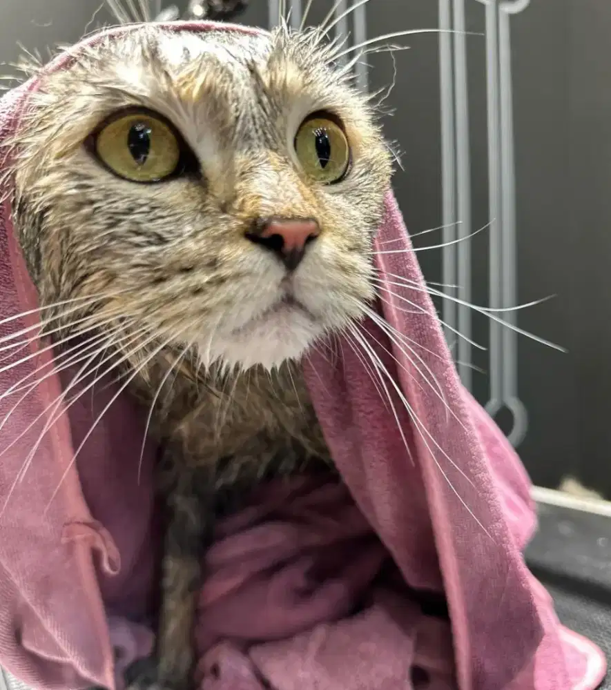 GROOMING KUSUS KUCING PANGGILAN