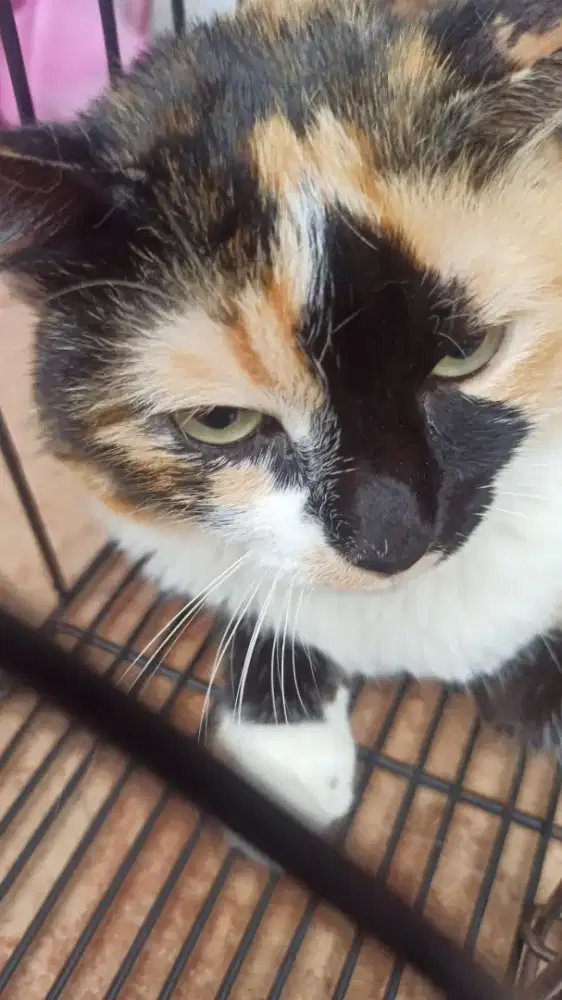 GROOMING KUSUS KUCING PANGGILAN