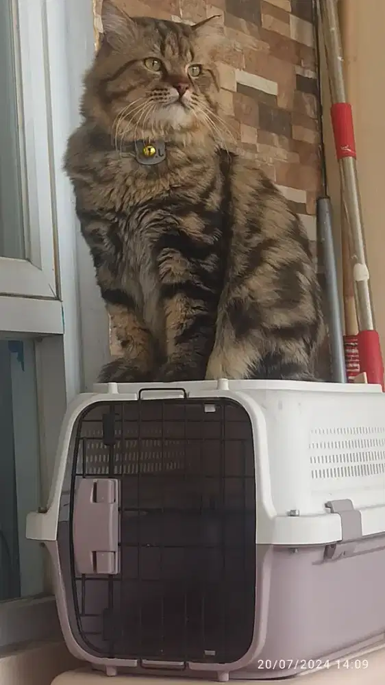 GROOMING KUSUS KUCING PANGGILAN