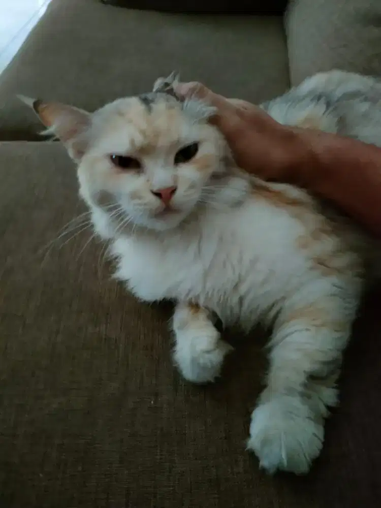 GROOMING KUCING PANGGILAN