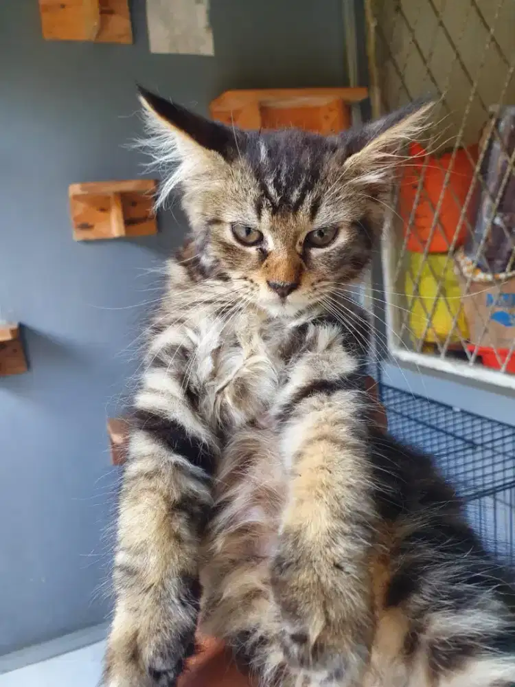 GROOMING KUCING PANGGILAN