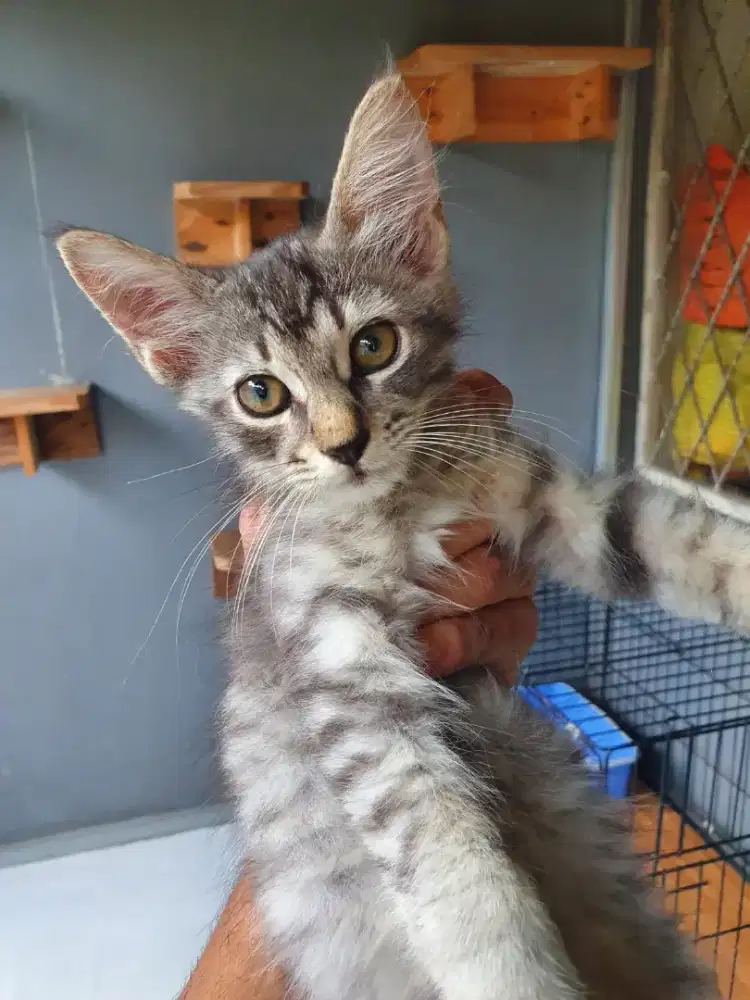 GROOMING KUCING PANGGILAN