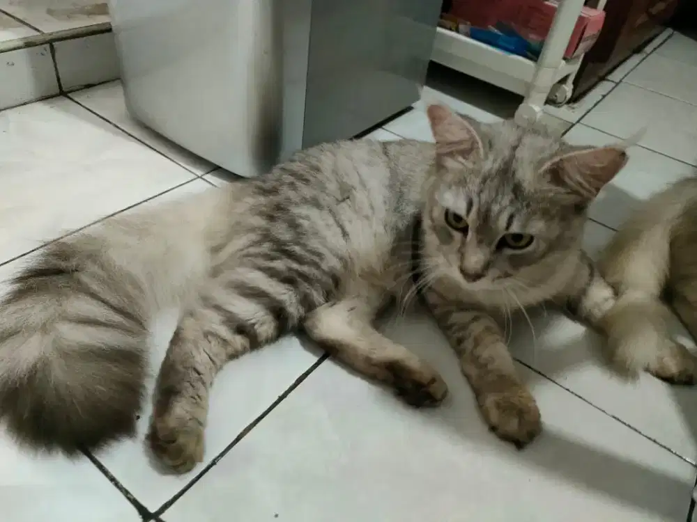 GROOMING KUCING PANGGILAN