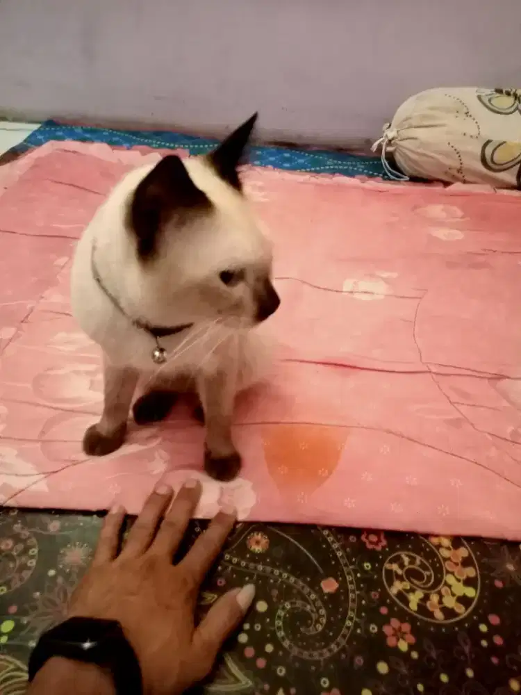 GROOMING KUCING PANGGILAN