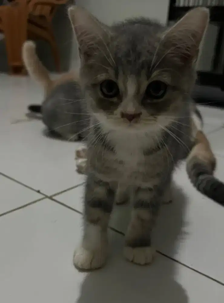 GROOMING KUSUS KUCING PANGGILAN