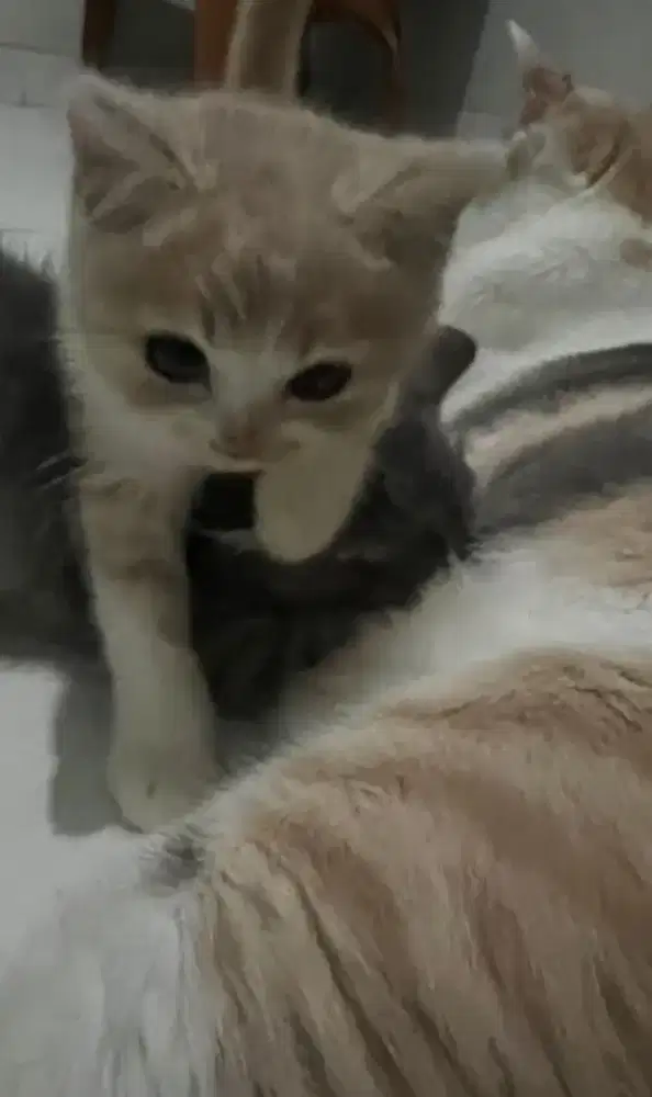 GROOMING KUSUS KUCING PANGGILAN