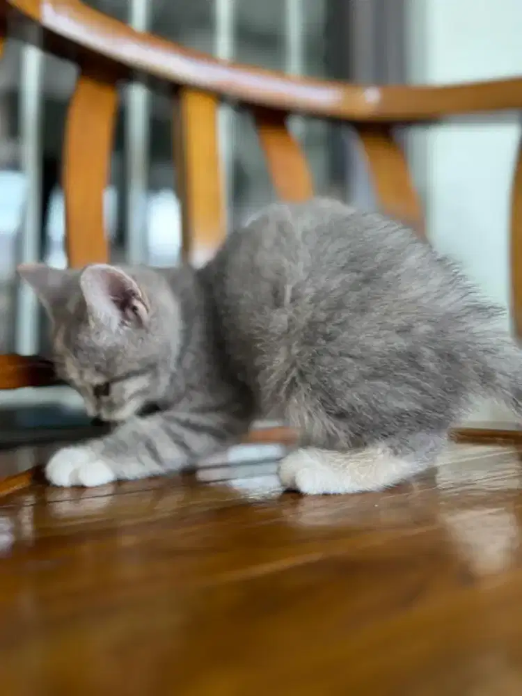 GROOMING KUSUS KUCING PANGGILAN