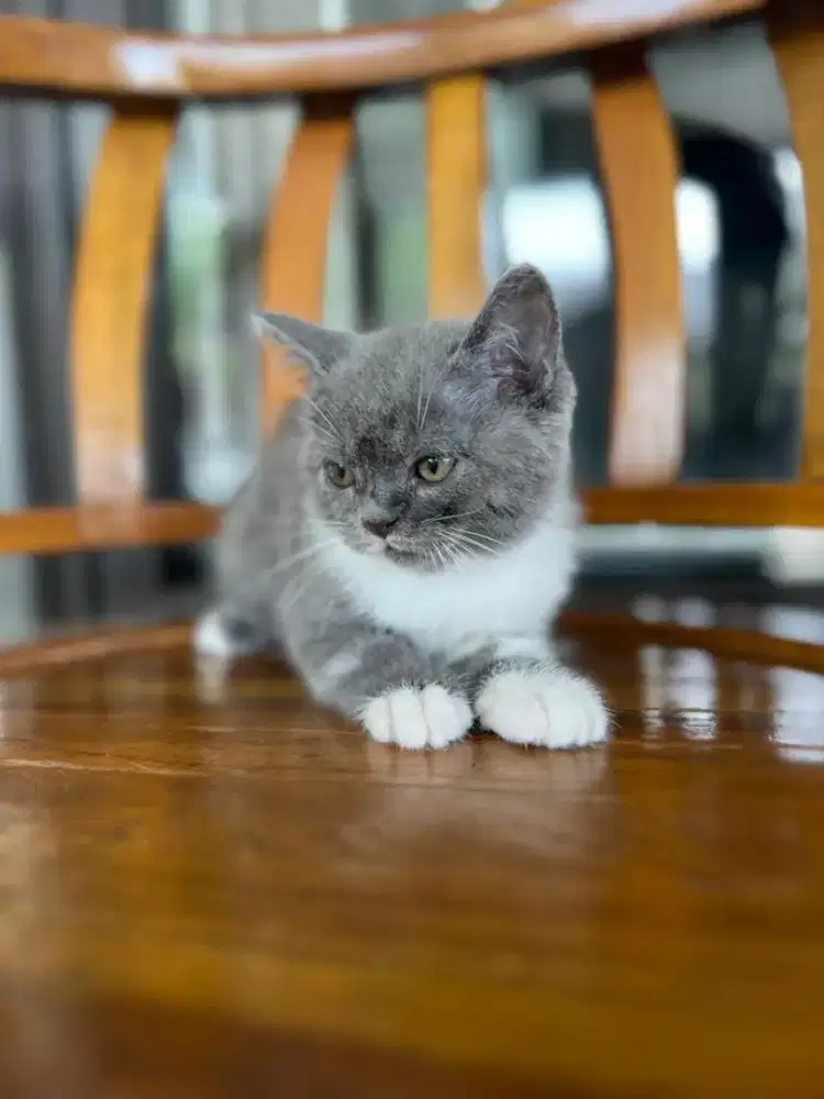 GROOMING KUSUS KUCING PANGGILAN