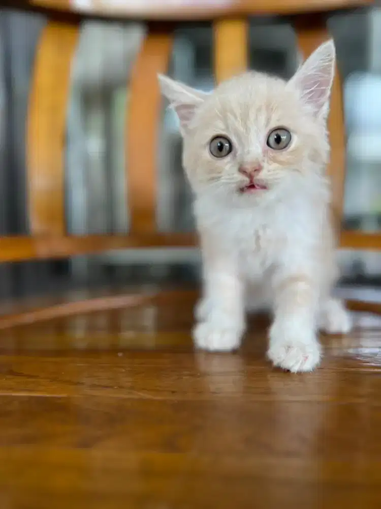 GROOMING KUSUS KUCING PANGGILAN