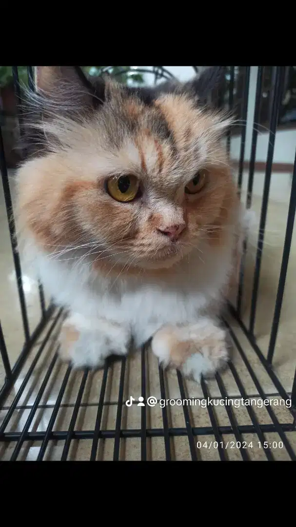 GROOMING KUCING PANGGILAN