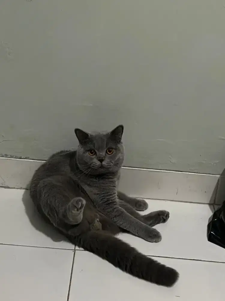 GROOMING KUCING PANGGILAN