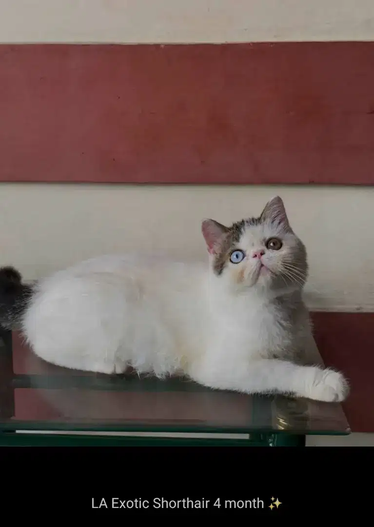GROOMING KUSUS KUCING PANGGILAN