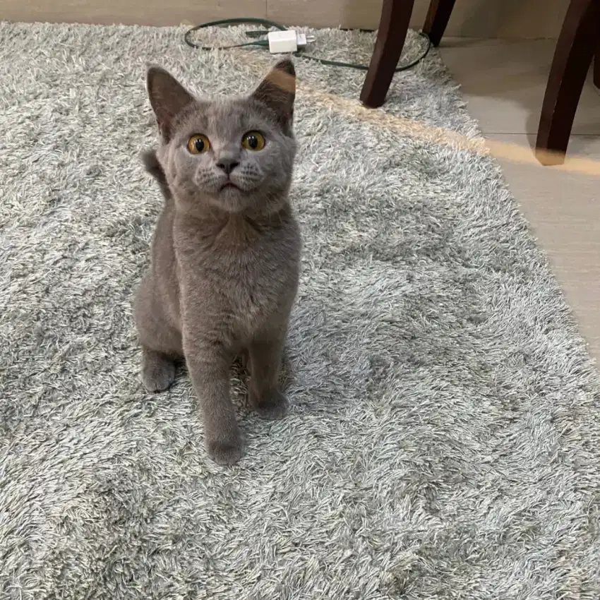 GROOMING KUCING PANGGILAN