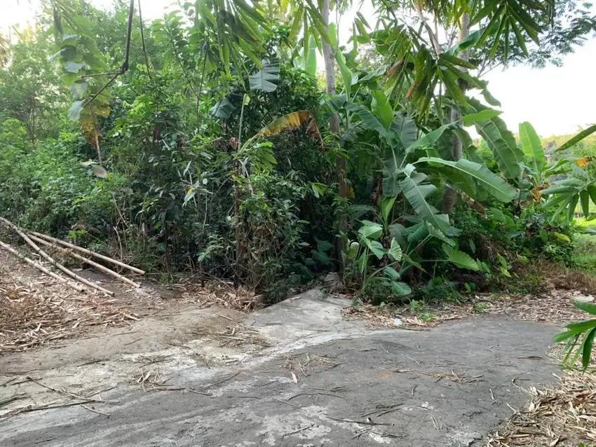 Tanah Langka Mengandung Mata Air Dekat Jalan Raya