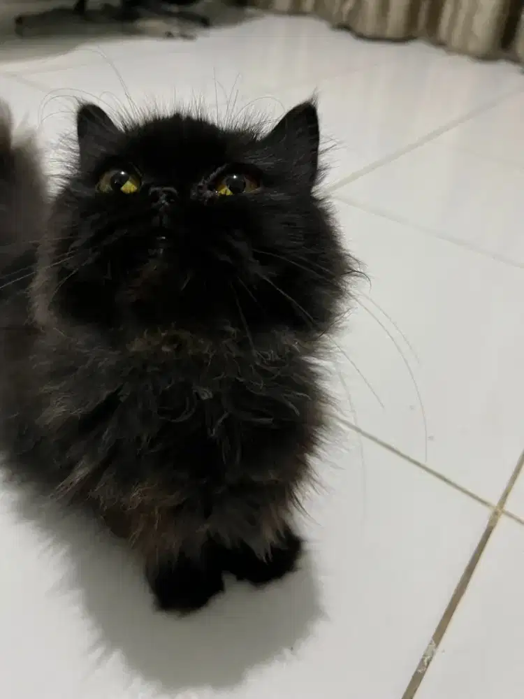 grooming kucing pamggilan