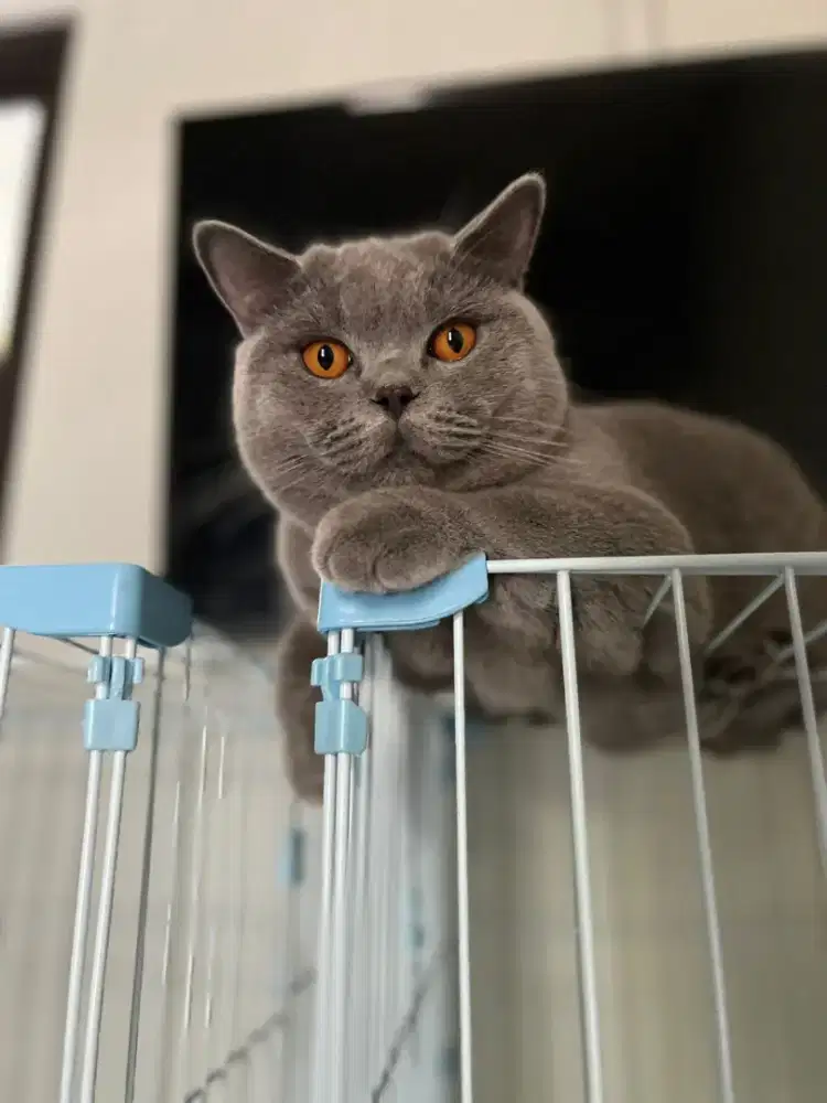 GROOMING KUCING PANGGILAN