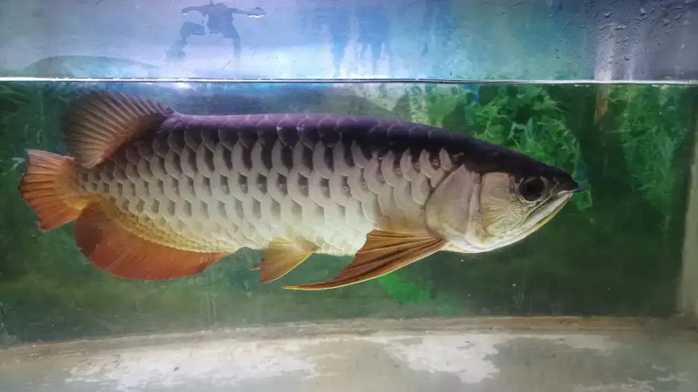 Arowana Golden red HB + sertifikat