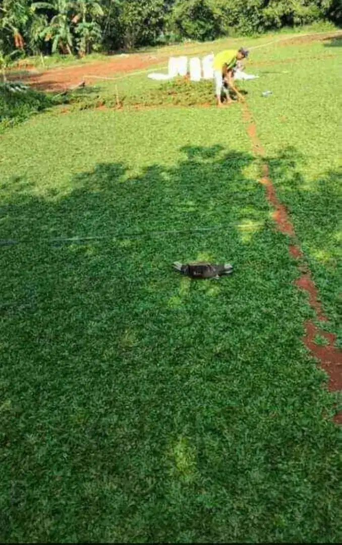 Tanaman rumput gajah mini