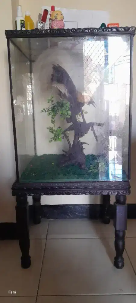 Hiasan cendrawasih dalam box kaca elegan