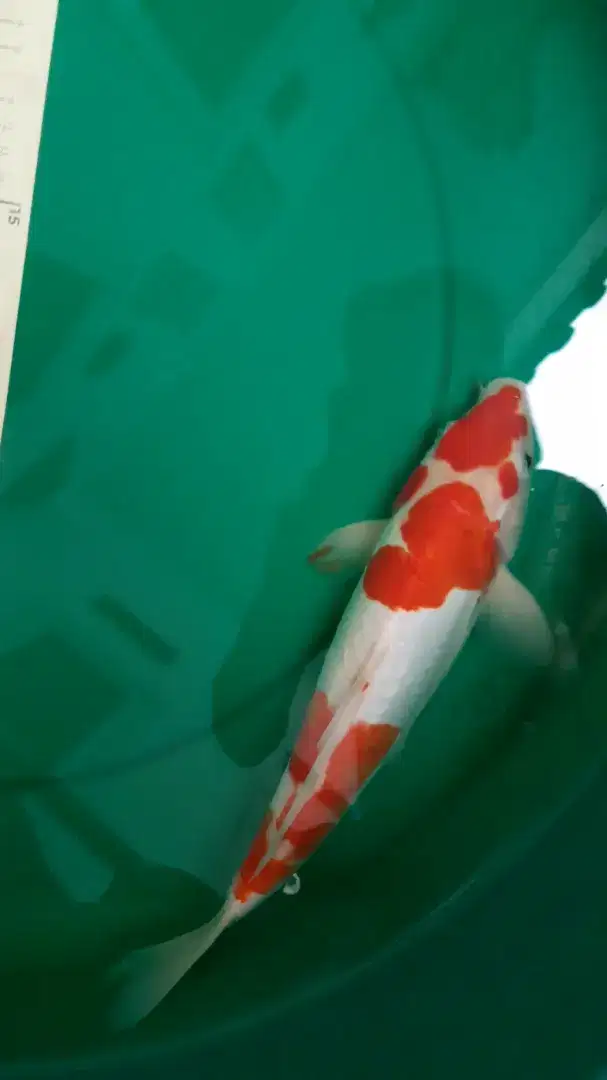 Ikan koi Kohaku Doitsu warna merah 32 cm