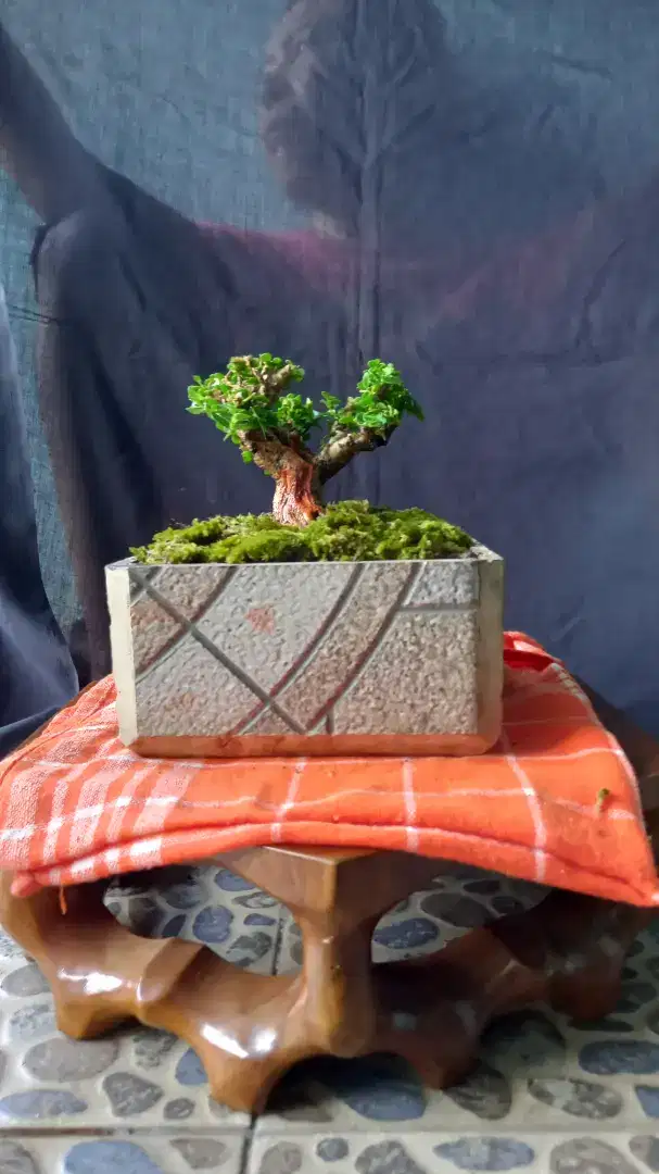 Bonsai sancang prospek top mame