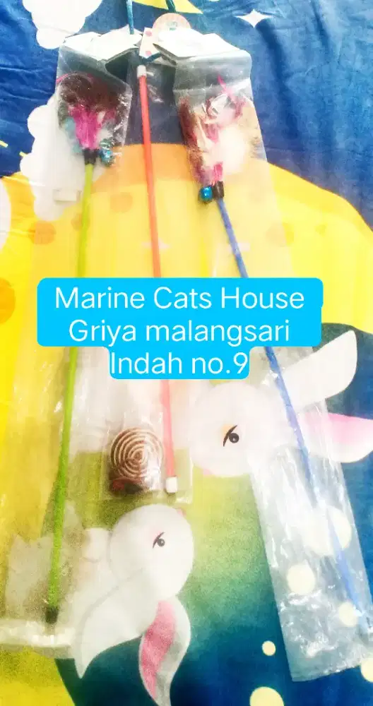 Accesories Kucing
