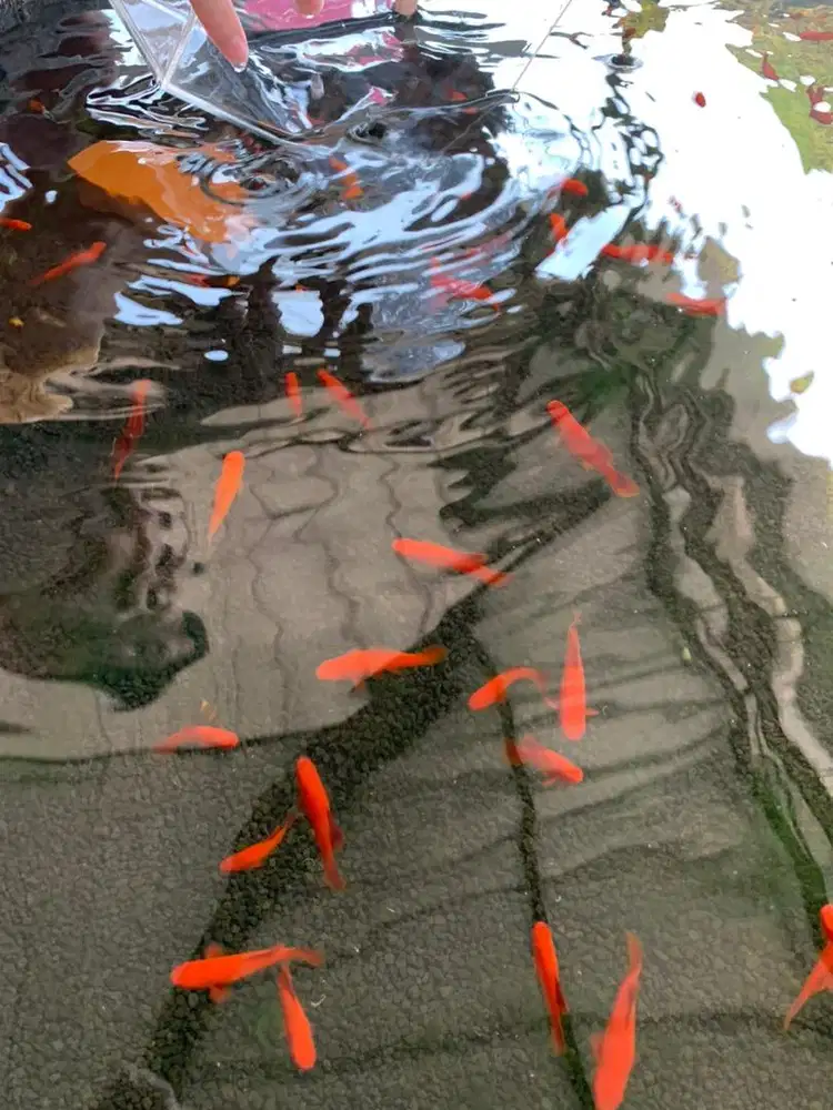 Ikan Bloodred Platy Low Fin