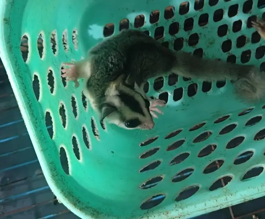 Sugar Glider WF Low Mozaik Ringtail (Joey) Jantan