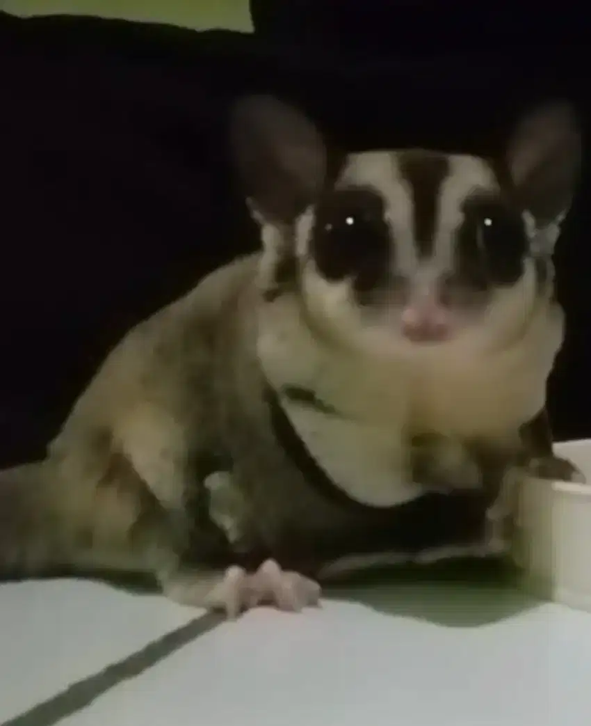 Lepas adops sugar glider classic gray (cg)