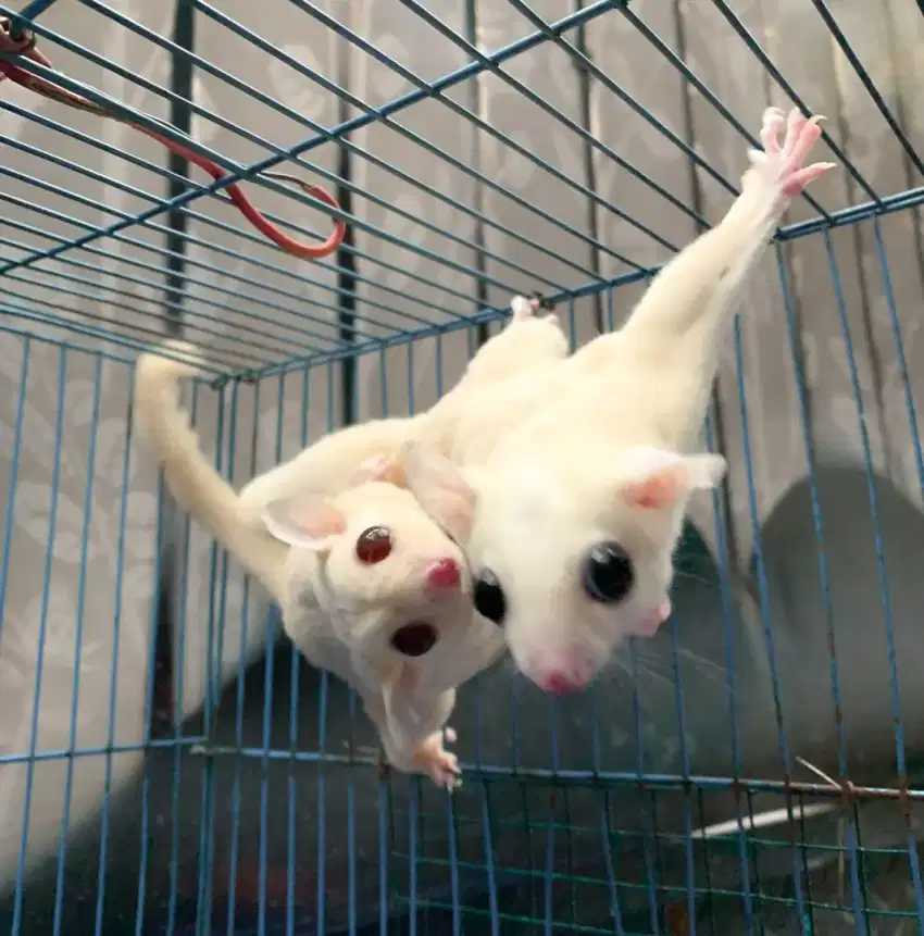 Lepas adopt sepasang sugar glider creamino & leucistik