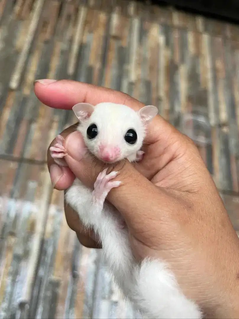 Lepas adopt sugar glider leucistik