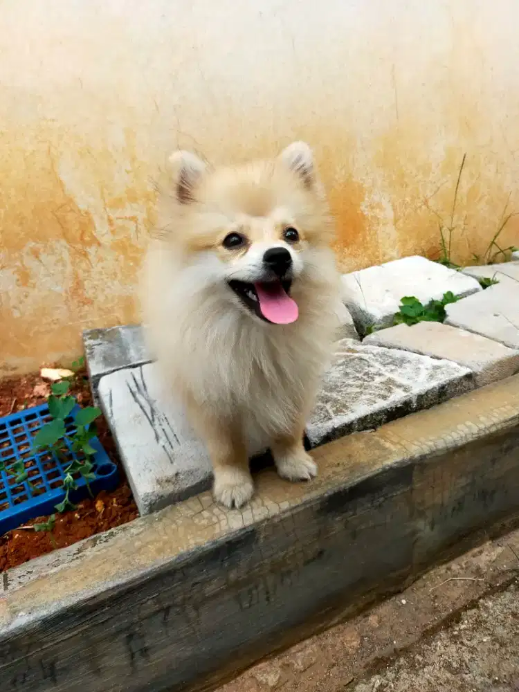 Anak Anjing Pomeranian