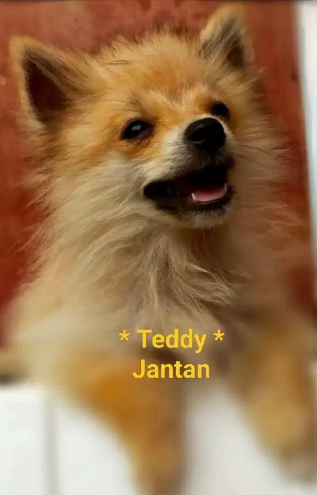 Di Jual Cepat Anak Anjing Pomeranian
