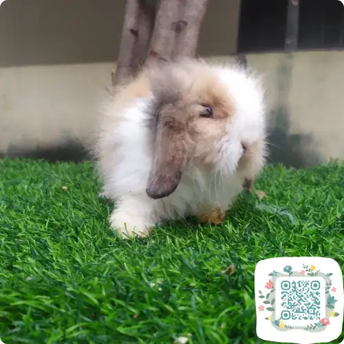 Kelinci Kambing Fuzzy Lop