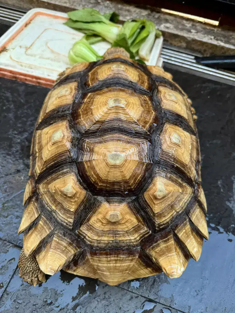 Kura darat sulcata 43cm murah