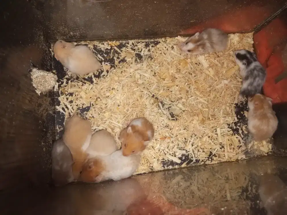 Hamster syrian sh