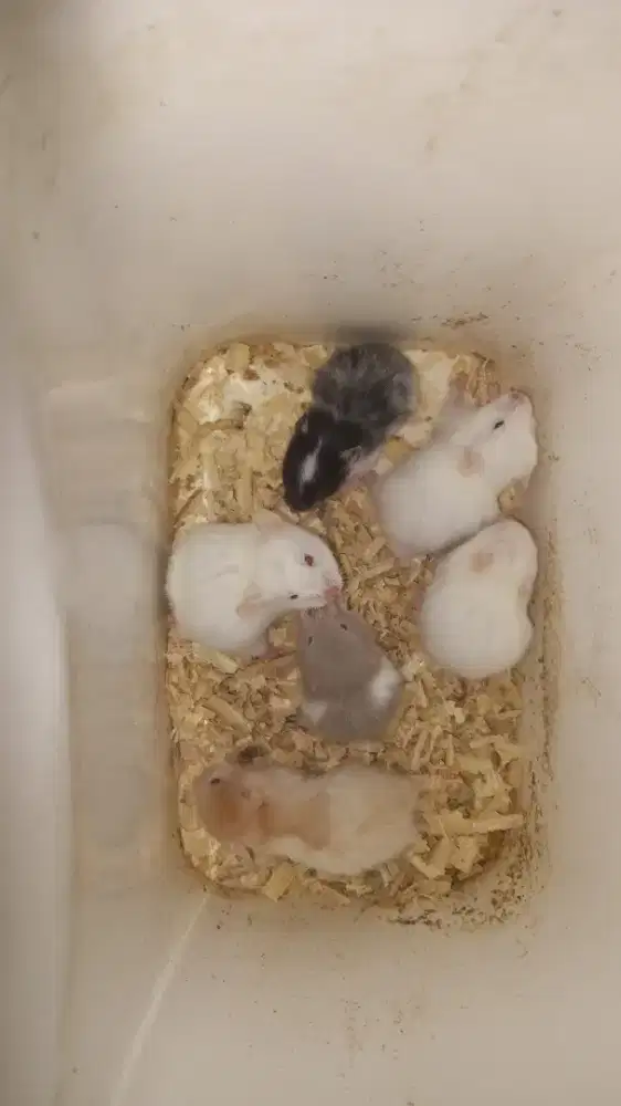 Hamster syrian anggora/Lh