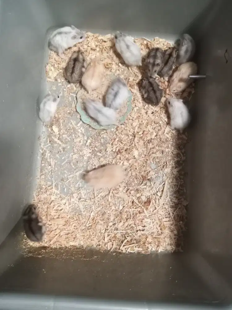 Hamster whinter pearl