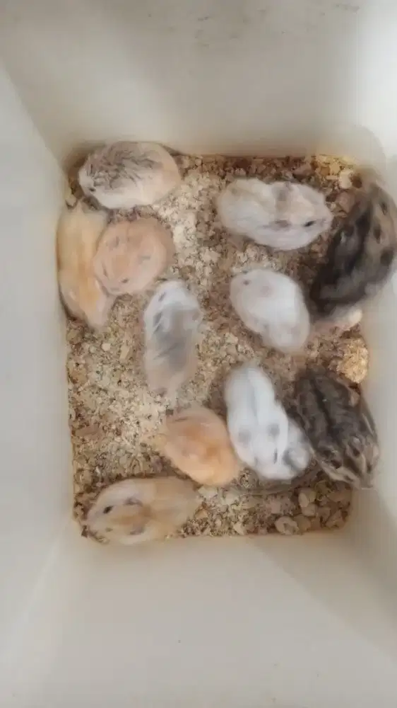 Hamster whinter tiger