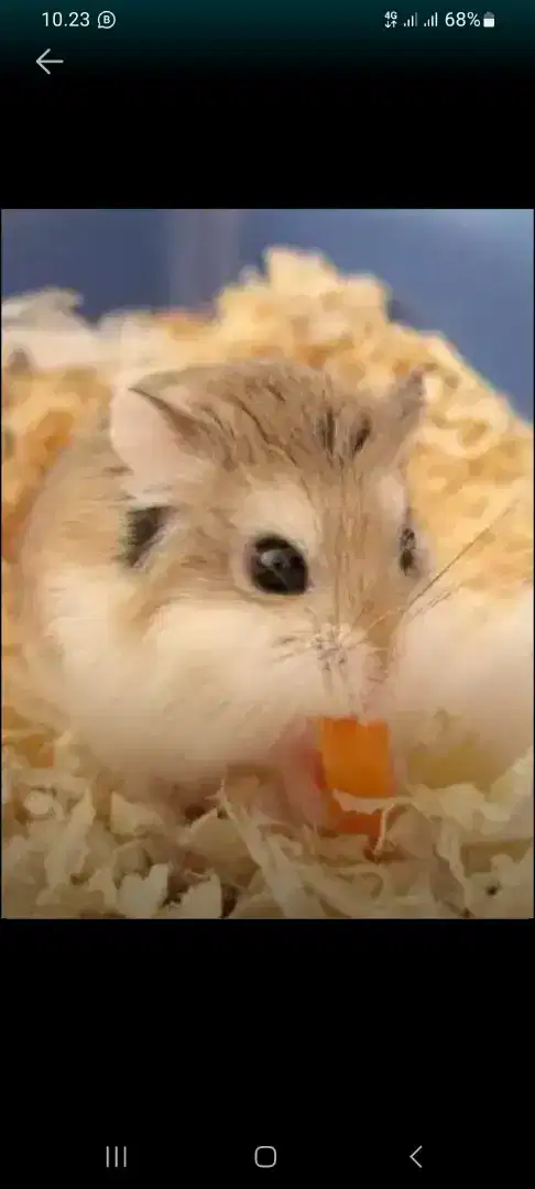 Hamster roborosky