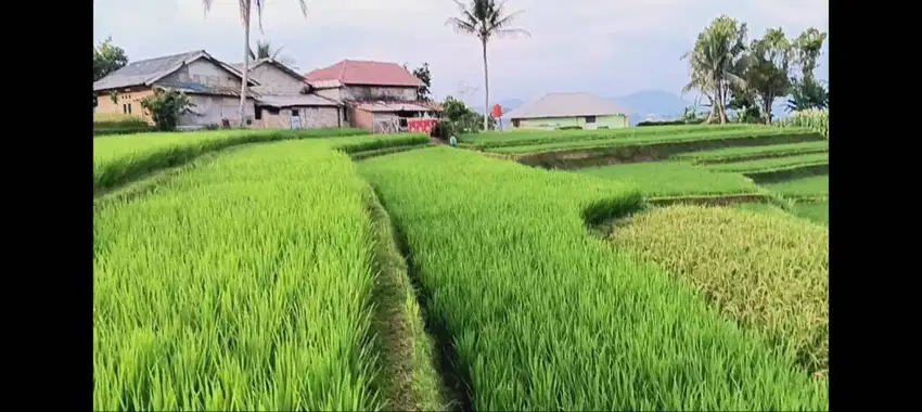 Sawah Cantik Terasering View Indah Akses Mobil Produktif Untuk Villa